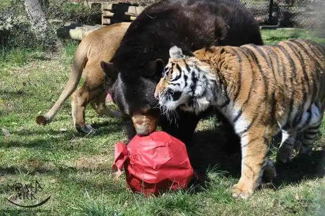 Bear And Tiger Say Farewell To Brother Lion After 16 Years Of Friendship