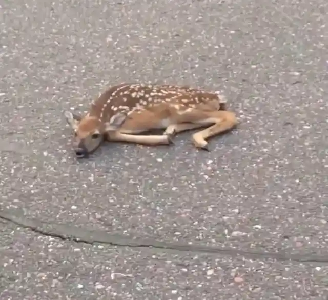 A Baby Deer