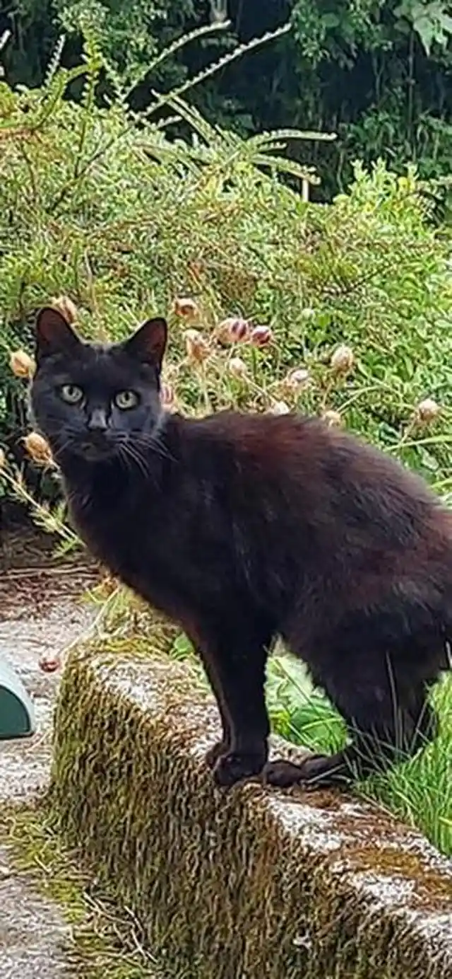 83-Year-Old Woman Went Missing, Then People Heard Cat’s Meowing Into Ravine
