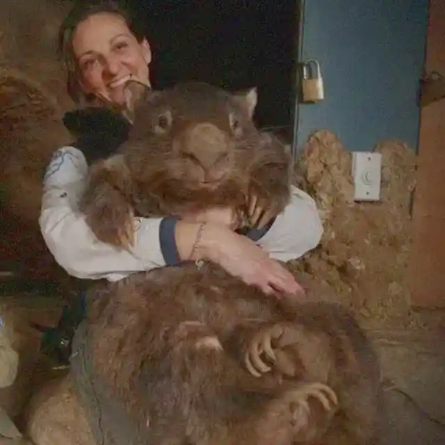 Giant Wombat