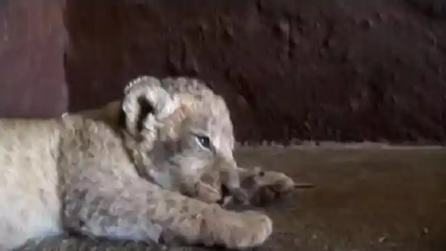 The Lion Whisperer Tries To Pick Up A Lion Cub In Front Of His Mom