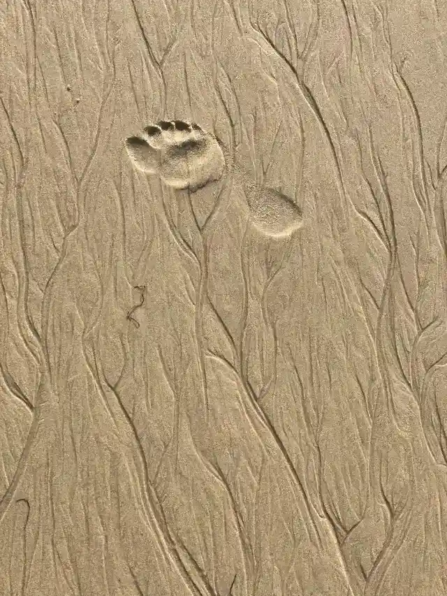 6. Unidentified Impossible Footprints