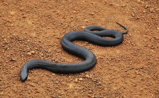 Black Tiger Snakes