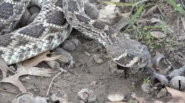 Eastern Diamondback Rattlesnake