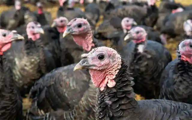 20 Things You Didn’t Know About Turkeys