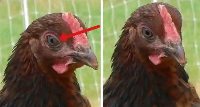 Do chicken see in color?