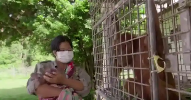 Incredible Moment When Mamma Orangutan Gets To Hug Her Baby After Being Separated