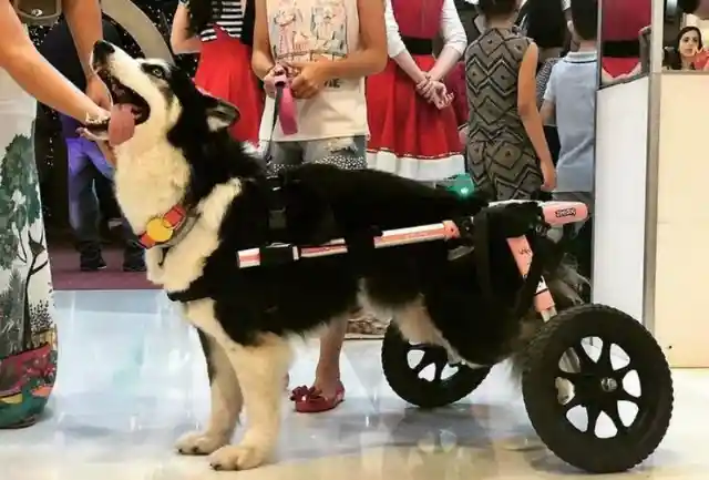 Woman Rescues A Malnourished And Paraplegic Husky That Was Forced To Breed 