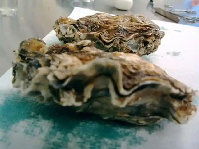 7. Oysters