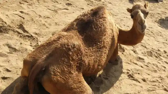 Camel Door