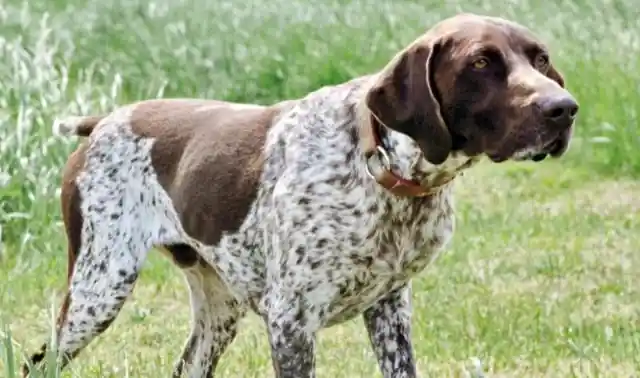 22. German Shorthaired Pointer