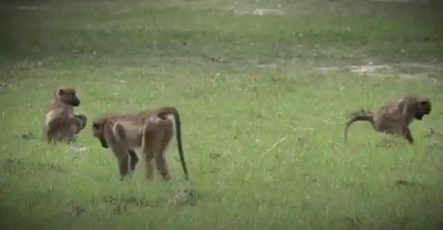That's Why Baboons Steal Puppies