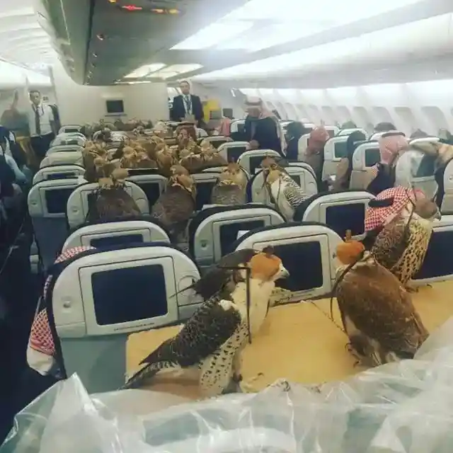 Passenger Falcons