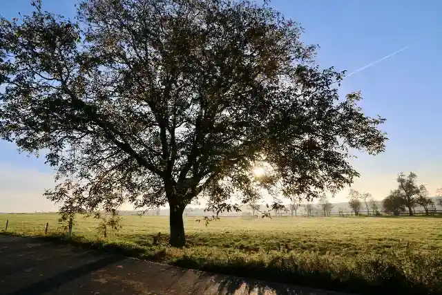 53. Oak Trees