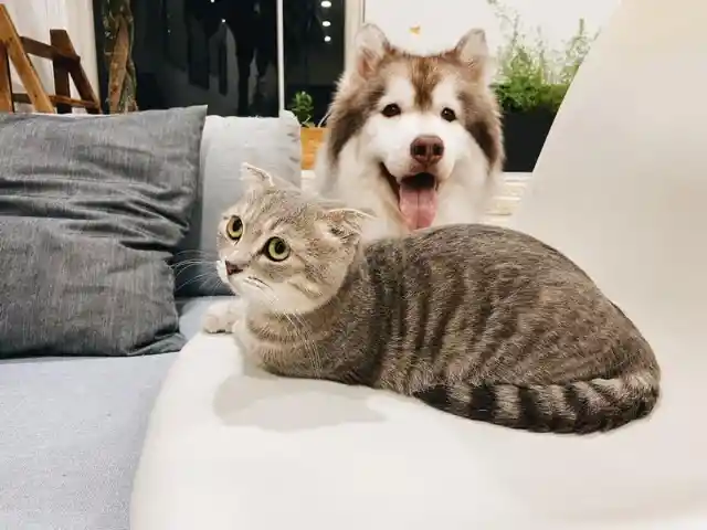 Cats or dogs?