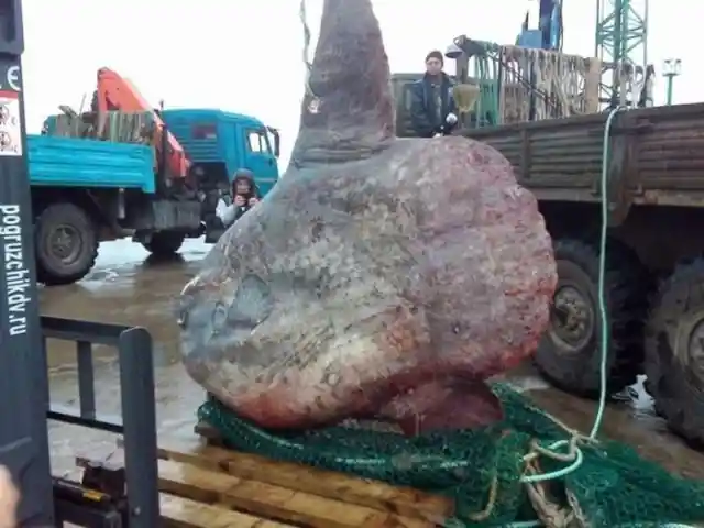 Russian Fishermen Discover New Giant Fish Species That Will Haunt Your Nightmares
