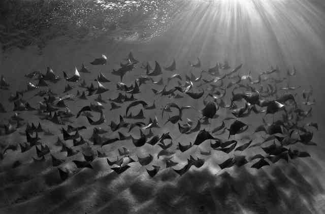 School Of Stingrays