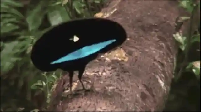 Vogelkop Superb Bird-of-Paradise