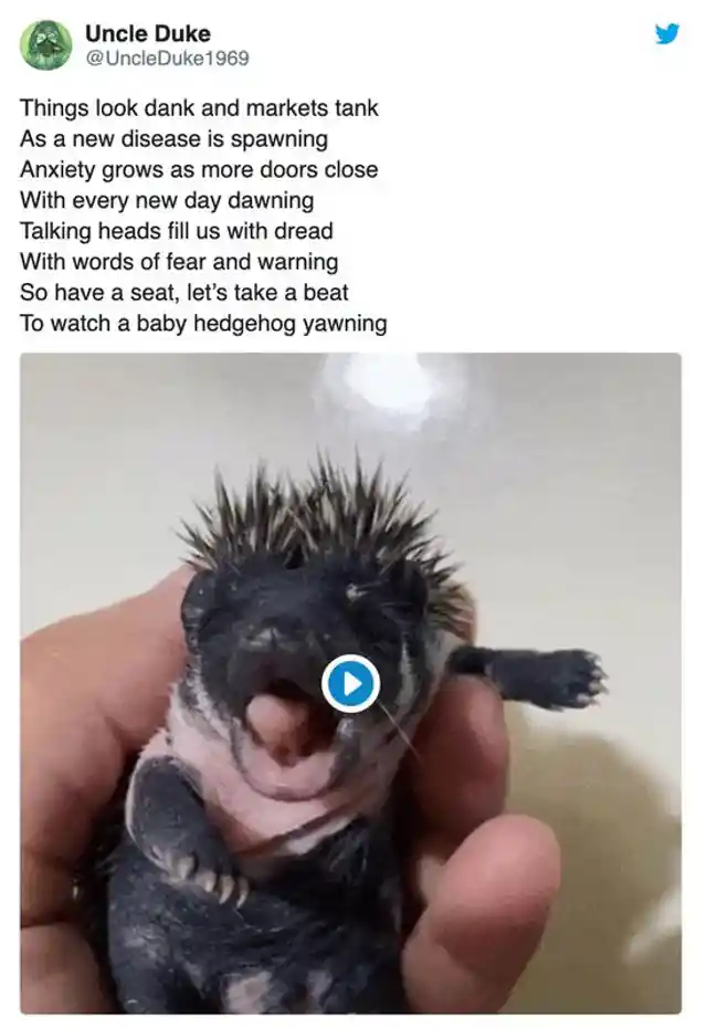An Adorable Hedgehog