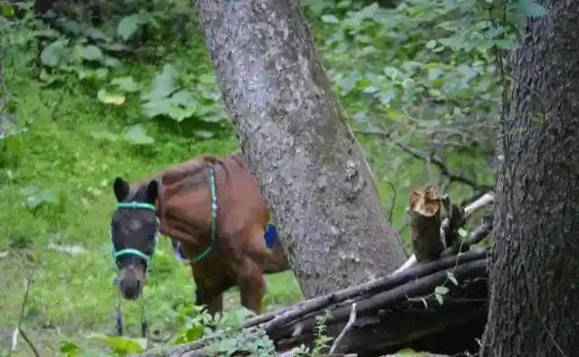 Hikers Found This Horse Alone in the Woods, Then They Looked At His Face And Realized…
