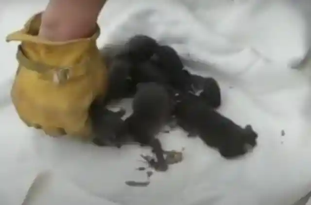 After Rescuing Them, Firemen Realized They Weren't Puppies
