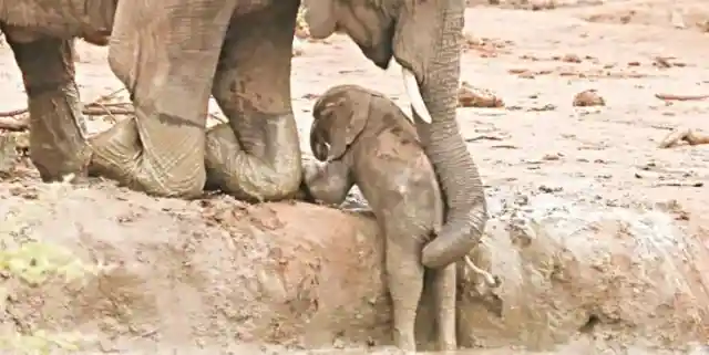Infant Elephant In Need