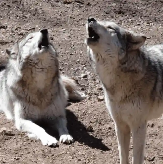 Wolf Siblings