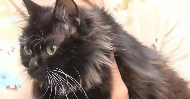 Pregnant Cat Gives Birth, But Vets Realize Those Were Not Kittens