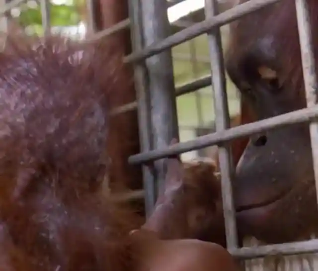 What Happened When an Orangutan Mother and Her Baby Were Reunited