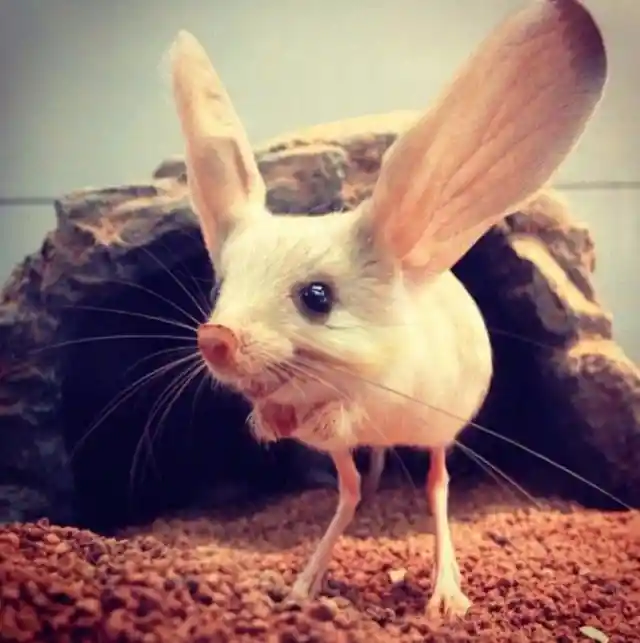 Jerboa