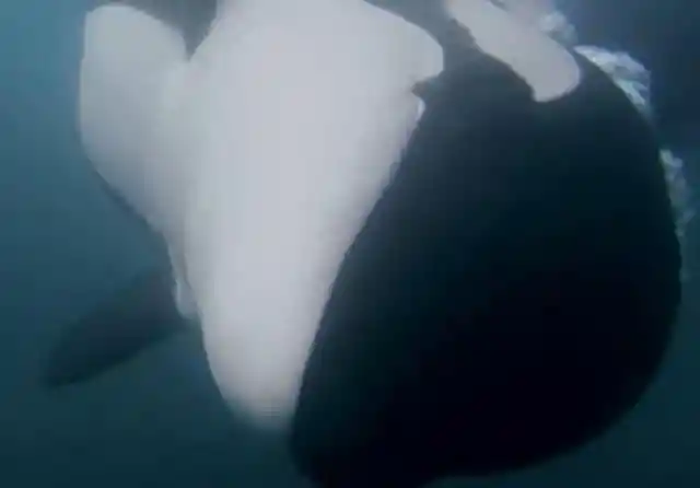 The Orca Was Stuck