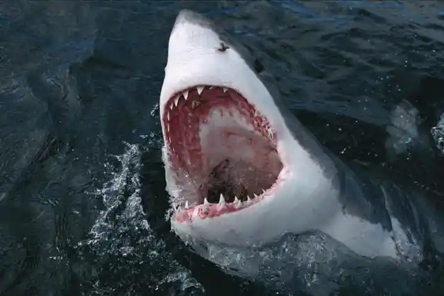 19. DESPITE ALL THE BLOODY SHARK ATTACKS, THE MOVIE IS RATED PG.