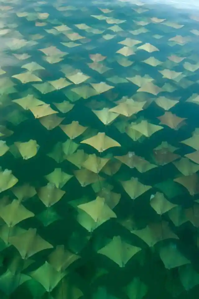 Sting Ray Migration