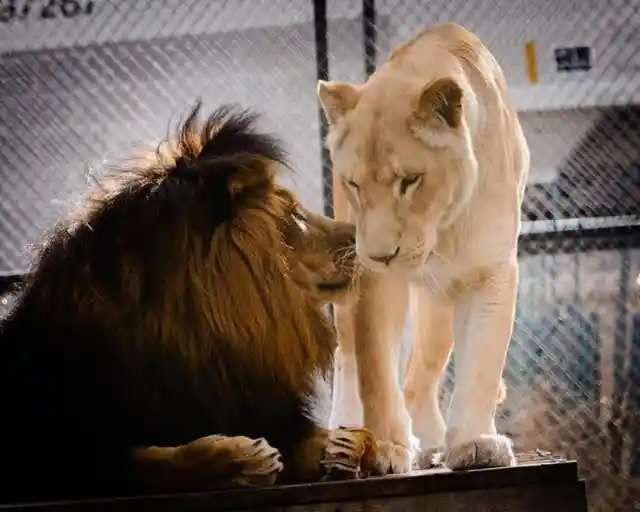 Lioness Makes Incredible Recovery After Befriending Her New Neighbor
