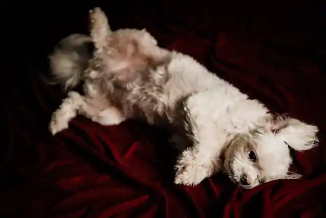 Belly Exposure Means Your Dog Feels Comfortable