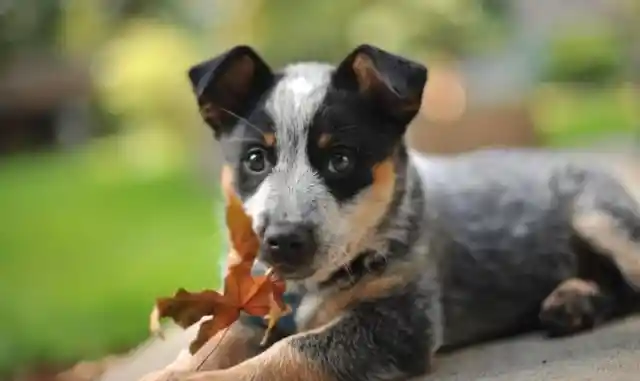 9. Australian Cattle Dog