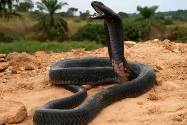 Black-Necked Spitting Cobra