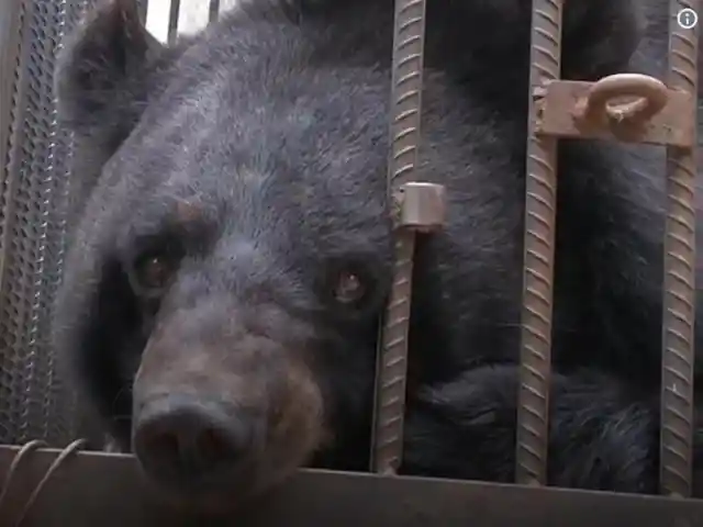 'We thought it was a puppy': 'Pet dog' raised by Chinese family for two years is actually a BEAR