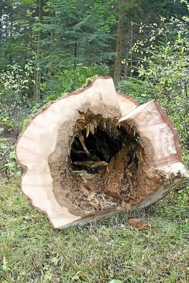Shocking: Loggers Stunned After They Cut Down One Tree