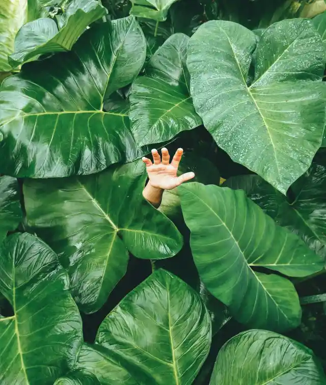 Elephant Ear Plants