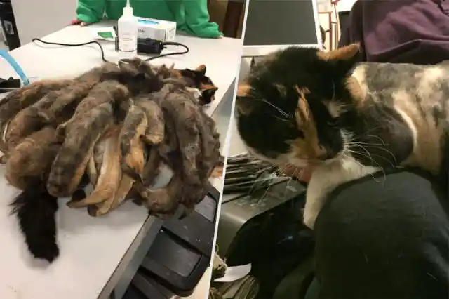 Man Is Stunned After Seeing What His Elderly Relative Did To His Cat