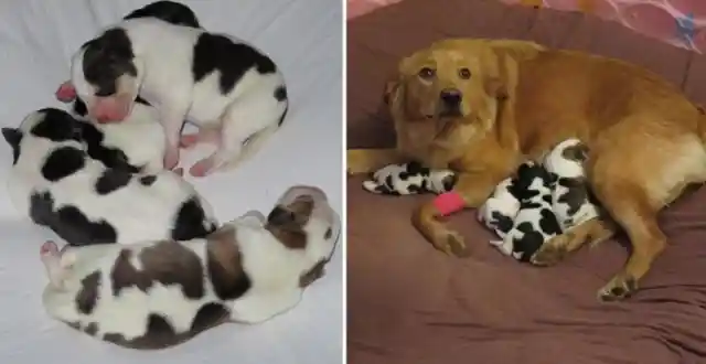 Dog Confused After She Gives Birth To Unusual Pups