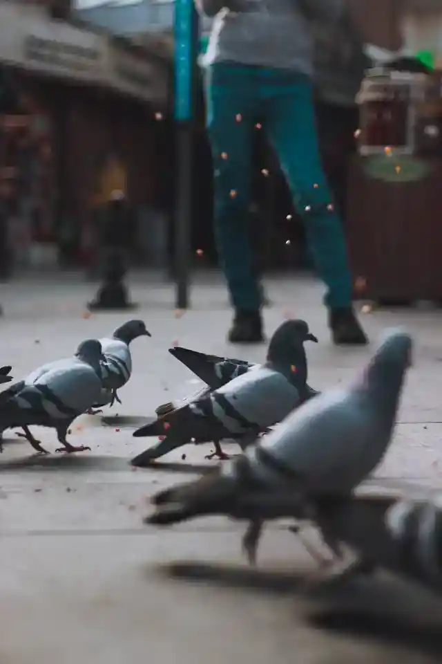 89. Pigeon Battle