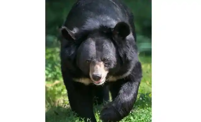 A Black Bear