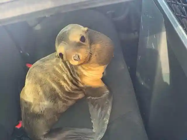 Highway Officer “Arrests” Sea Lion for Stopping Cars On the Freeway