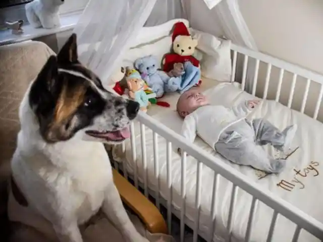 Her Dog Was Acting Strange While She Was Pregnant, It Was Almost Too Late When She Found Out Why