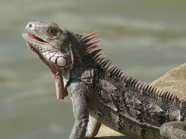 Hybrid Iguana