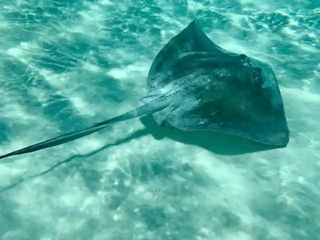 Little Boy Is Traumatized After Encountering This Sea Creature By The Docks