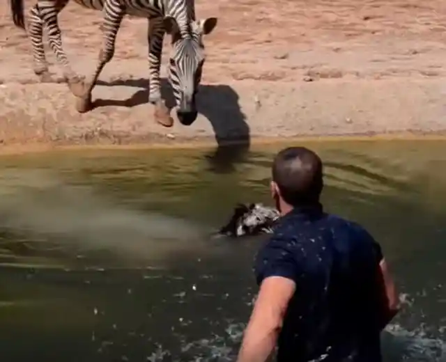 Baby Zebra Was Seconds Away From Drowning, Then This Happens