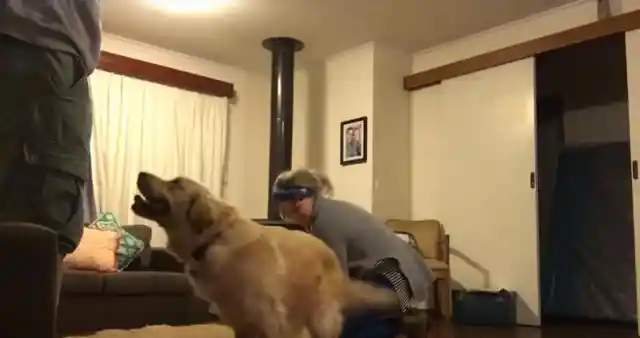 Dog Starts Spinning Around In Joy After Meeting His New Brother